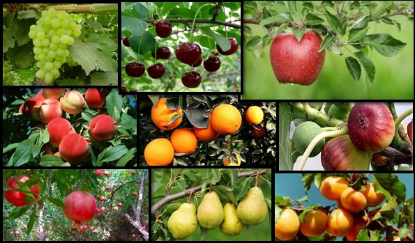 ویدئو/ برداشت انواع میوه تابستانی از باغات گلستان