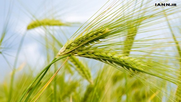 تولید گندم کشور به ۱۱ میلیون تن می رسد