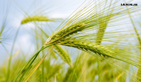 موسسه تحقیقات کشاورزی دیم چهار رقم محصول جدید زراعی معرفی کرد