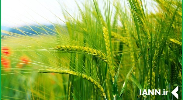گزارش تصویری/ مزارع سرسبز گندم در هشت بندی هرمزگان