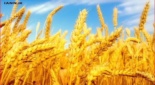 برنامه پنج ساله برای پایداری تولید گندم در ایران تا خودکفایی