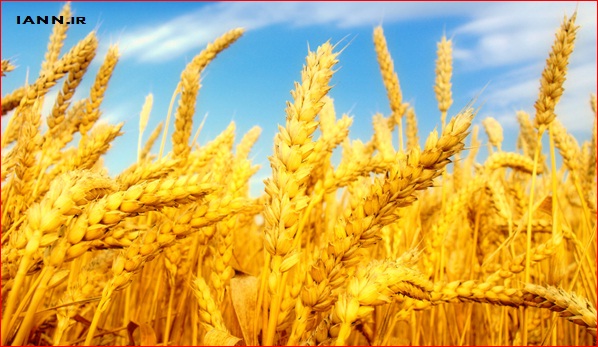 ۳ میلیون تن گندم امسال صادر می شود
