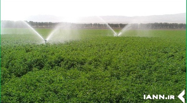 تجهیز ۷۰ درصد اراضی کشاورزی فریدن به سیستم آبیاری بارانی