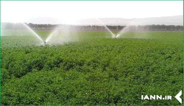آبیاری قطره ای چهار هزار هکتار از اراضی کشاورزی مازندران