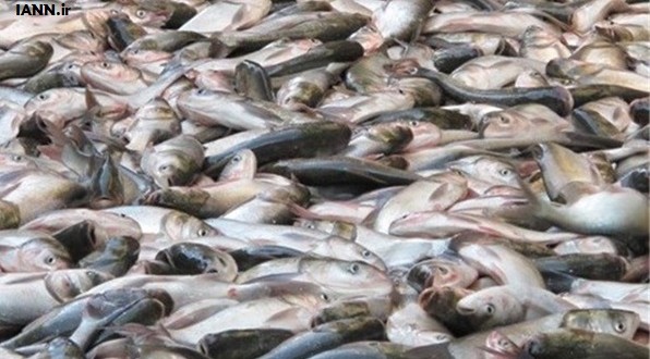 ماهی کیلکای خشک طعم دار تنقلات جدید ایرانیها