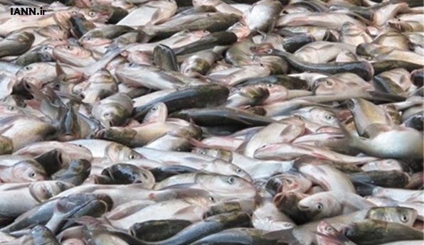 صوت/ ویروس قاتل فرانسوی در کمین پرفروش ترین ماهی ایران