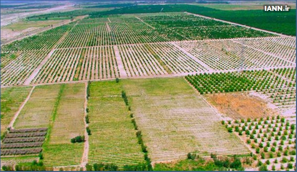 سایه شوم اصلاحات ارضی بر سر توسعه کشاورزی