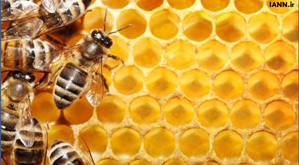 مازندران ۱۰ درصد عسل کشور را تولید می‌کند