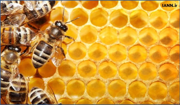 گزارش تصویری/ کلنی های زنبور عسل