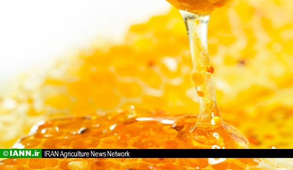 ویدئو/ تولید سالانه دو هزار تن عسل در استان همدان