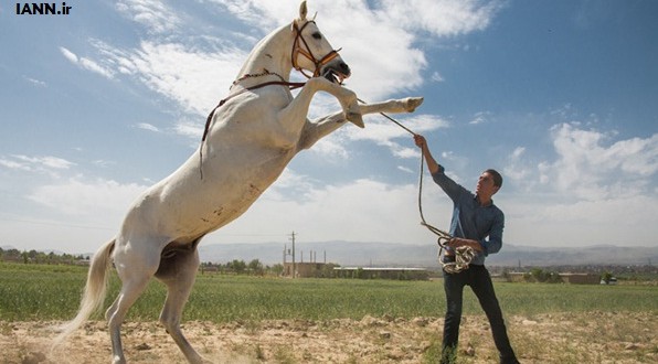 اسب‌های ترکمن مریض شدند
