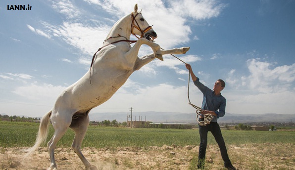 اسب‌های ترکمن مریض شدند