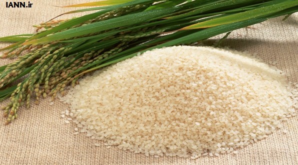 قیمت برنج در سفره مردم قد می‌کشد