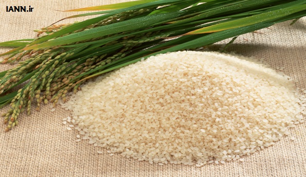 تلاش برای تولید عمده برنج در شمال