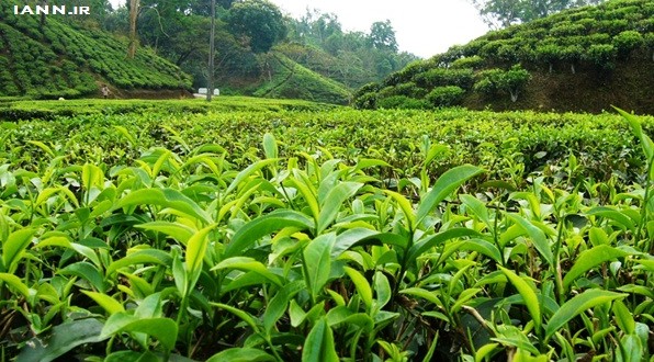 خرید تضمینی برگ سبز چای توسط ۹۰ کارخانه