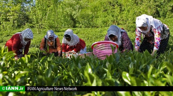 گزارش تصویری/ برداشت چای در گیلان