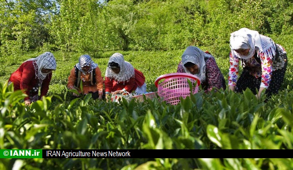 پایان چین بهاره برگ سبز چای در شمال کشور