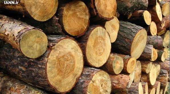 زراعت ۲۷۰ هزار هکتاری چوب در کشور