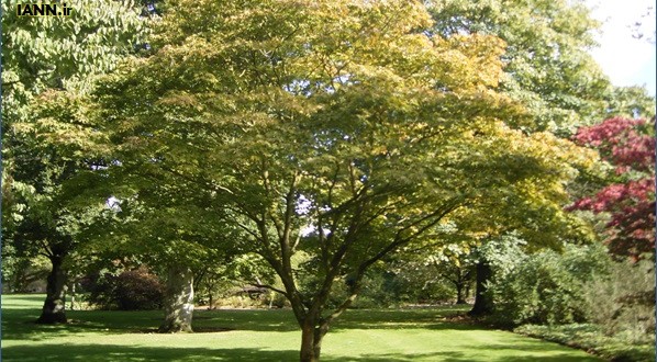 زردشدن برگ درختان ولیعصر در نیمه تابستان
