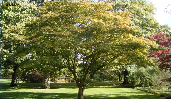 زردشدن برگ درختان ولیعصر در نیمه تابستان