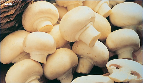 گزارش/ ورشکستگی نتیجه نداشتن تخصص در تولید قارچ