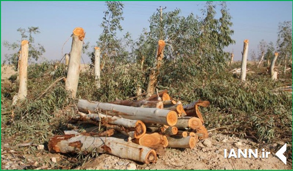 ویدو/ و باز هم قطع درختان در پایتخت
