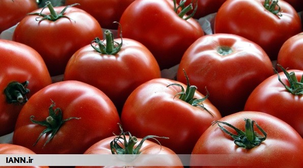 برداشت گوجه فرنگی از مزارع شهرستان مُهر