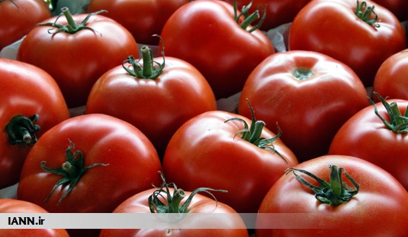 صادرات گوجه فرنگی گلخانه ای در شهرستان کوار