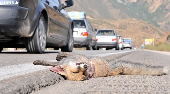 پارک ملی گلستان رکورددار تصادفات جاده‌ای حیات وحش