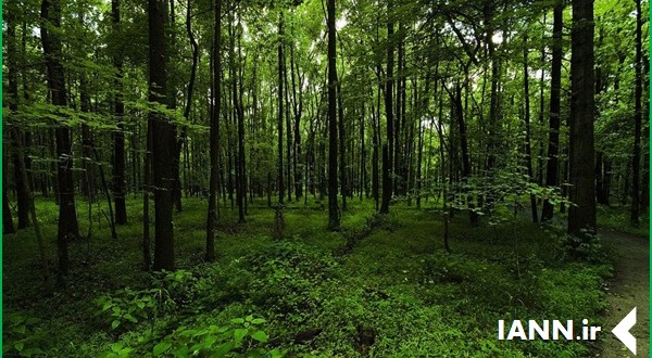 موفقیت طرح مدیریت چند منظوره جنگل های هیرکانی در ایران