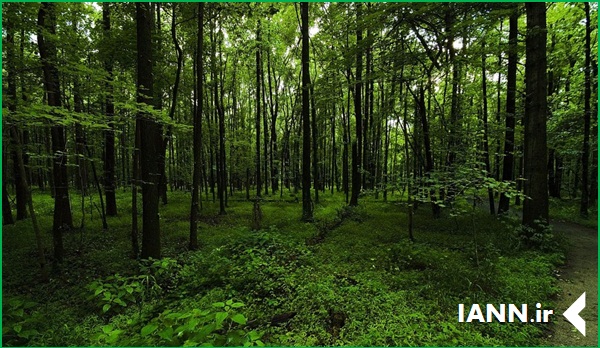 نقش حفاظت از جنگل‌ها در کاهش انتشار CO2