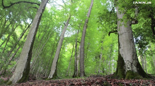 وقت تنفس جنگل