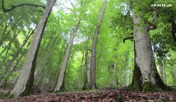 مجلس به ممنوعیت بهره‌برداری تجاری از چوب جنگل‌های شمال رای داد