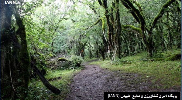 زنجیره انسانی حفاظت از جنگل های هیرکانی در مازندران شکل گرفت