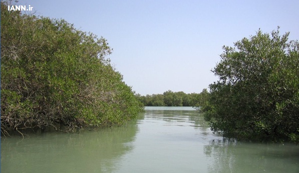 نقش جنگل‌های “مانگرو” در حفاظت از نواحی ساحلی