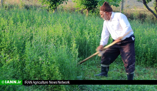 معاون وزیر: هدف سامانه ۱۵۵۹ اطلاع رسانی زراعی و فنی به کشاورزان است