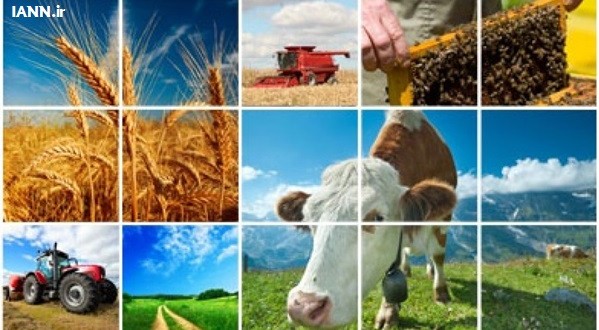 سایت اطلاعات بازار محصولات کشاورزی شهریورماه امسال رونمایی می شود