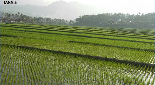 شالیزارهای برنج در استانی که آب خوردن ندارد!