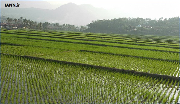 تولید انبوه برنج تراریخته با نیاز آبی کم در دستور کار قرار گرفت