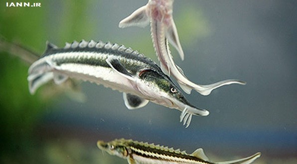 صید ماهیان خاویاری دریای خزر تا سال ۲۰۲۰ ممنوع است