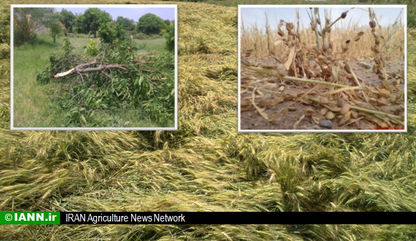 گزارش تصویری/ خسارت باد و باران به مزارع گندم هشت بندی