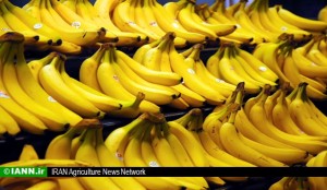 moj_mowj_Bananas