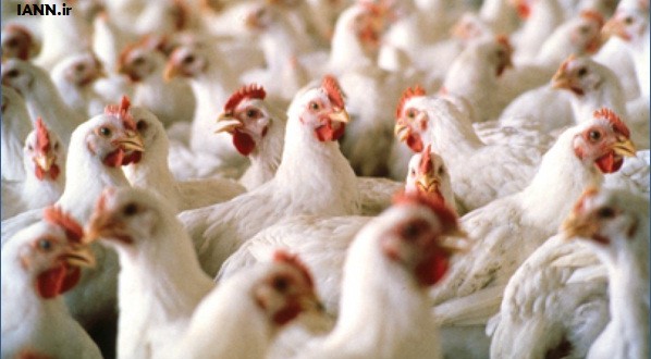 تولید مرغ در ارسنجان به ۷۲۵ تن خواهد رسید
