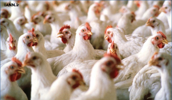 با ۲.۵ میلیارد تومان وارد صنعت مرغداری گوشتی شوید