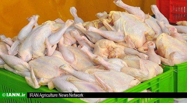 هشدار وزارت جهادکشاورزی به عاملان اختلال در بازار مرغ