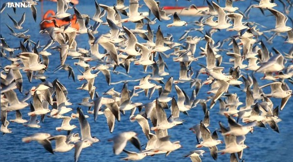 آمار نگران کننده تجارت پرندگان در خوزستان