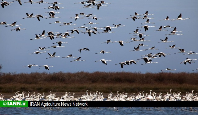 فیلم/ دریاچه ساوجبلاغ زیستگاه تازه پرندگان مهاجر