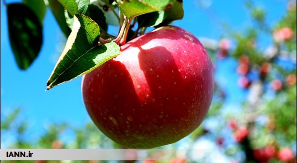 صوت/ سیب و دیگر میوه های باغی اندرخم مشکلات