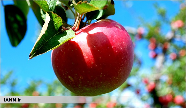 نقش موثر آبیاری و بارندگی بر مرغوب‌تر شدن سیب سمیرم