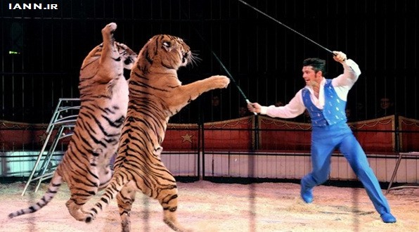 حذف کامل حیات وحش در سیرک ها تا پایان امسال